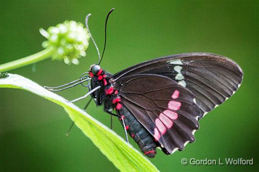 Black Butterfly_28241.jpg - Photographed at Ottawa, Ontario, Canada.
